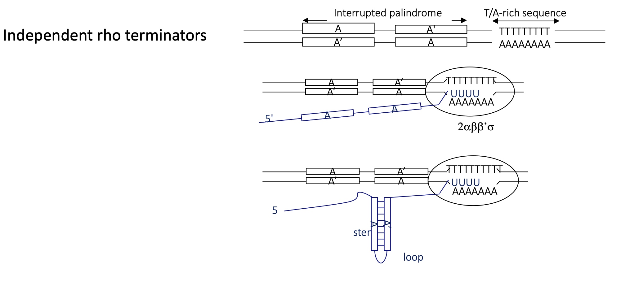 <p>interrupted palindrome (sequence above is the same as complementary sequence), followed by a T/A rich sequence </p><ul><li><p>RNA pol transcribes palindrome sequence </p></li><li><p>complementary sequence hybridise to form a stem loop sequence upstream of T/A rich sequence </p></li><li><p>RNA pol pause due to this structure at the T/A rich sequence </p></li><li><p>RNA pol has a weak interaction w/ T/A rich sequence (no C/G) —&gt; immutable interaction</p></li><li><p>termination os transcription&nbsp;</p></li></ul><p></p>