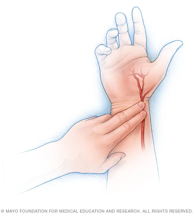 <p>along the thumb side of the wrist</p>