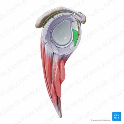 <ul><li><p>runs obliquely from the superior anterior labrum to the anterior aspect of the proximal humerus </p></li></ul><p></p>