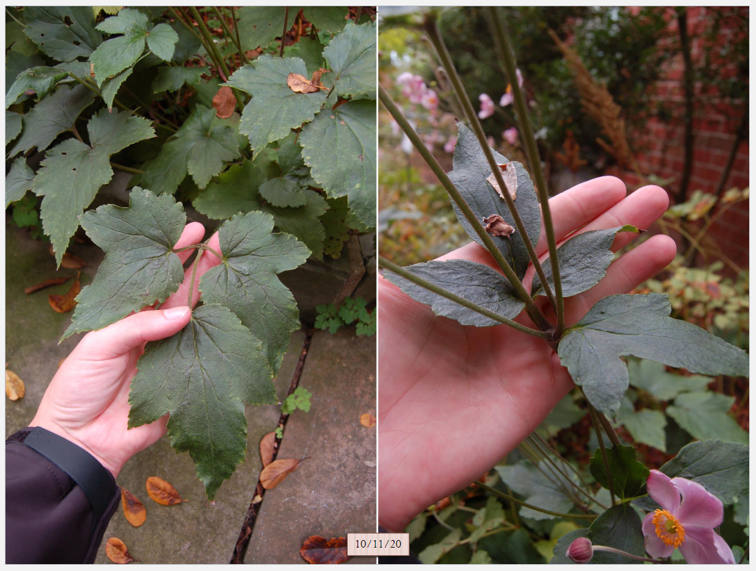 <p>glabrous petioles, puffy seed pods, late bloom time, trifoliate leaves, leaflets have three lobes, long petioles</p>