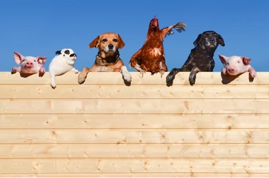 <p>Cats, dogs, horses and rabbits are <strong>domestic animal</strong>s.</p><p><span>|dəˈmestɪk ˈænɪm(ə)l|</span></p><p><span>Домашнее животное</span></p>