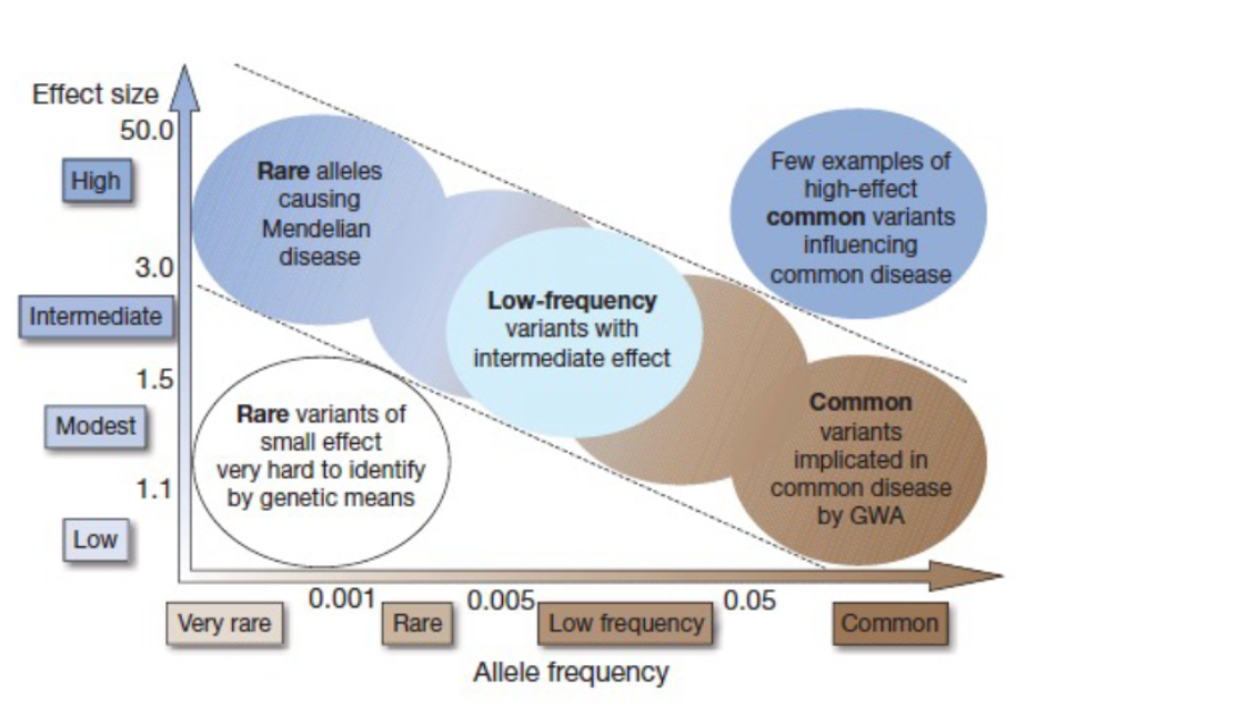 There have been studies that found similar results as the study above, but the results were not directly replicated. This could (partly) be the result of difficulties with the method that was used: 

* **Statistical difficulties**: the initial study contained small samples (100-200), which means low power and therefore the possibility of unstable effects. Any finding is then always surrounded by a lot of error. 
* **Flexibility in analyses**: you can play around with definitions of depression and life events, cutoff scores and more. This makes for differences between studies. 

\
__Genome-Wide Association Studies (GWAS)__ \n  = a relatively new, and currently dominant, approach to genetics in which $$more than 1000 gene data is collected and examined for their overall contribution to certain psychiatric disorders.$$ An important principle arose from this research: there is a relationship between the frequency and the effect of genes on psychiatric disorders → @@genetic variation that occurs a lot, has a small effect.@@ 

\
**Main conclusion**

It is still unclear how genetic mechanisms work exactly, but there is an increase in explained variance. Overall there are, on each chromosome, at least some genes that contribute something to mood and anxiety disorders (polygenetic effect). There is not just 1 gene for depression and also not just 1 gene that interacts with the environment (as in the study about serotonin). Many genes interact with each other and the environment, and they contribute to many disorders. 

 	 