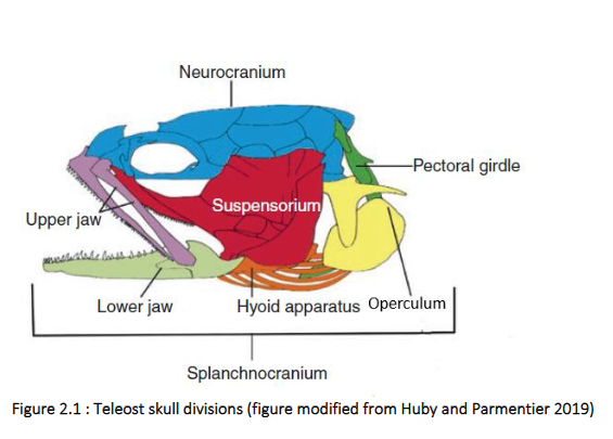 <p>The neurocranium of bony fish includes dermal bone (formed on its own, didn’t replace cartilage). The splanchnocranium includes the framework for the jaws and gill arches and HYOID of gnathostomes which first arose to support the pharyngeal gill slits. </p><p>Mandible: lower jaw </p><p>Hyoid arch: the second of the gill arches of primitive jawless fish and supports the mouth of jawed fishes. The remainder of the primitive branchial (gill) arches have retained their original function. </p><p>Ceratobranchial: <span><span>The gill arches of both cartilaginous and bony fish are composed of three elements. The longest element is called the CERATOBRANCHIAL which bears the gill rays which supports the soft tissue of the gills.</span></span></p>