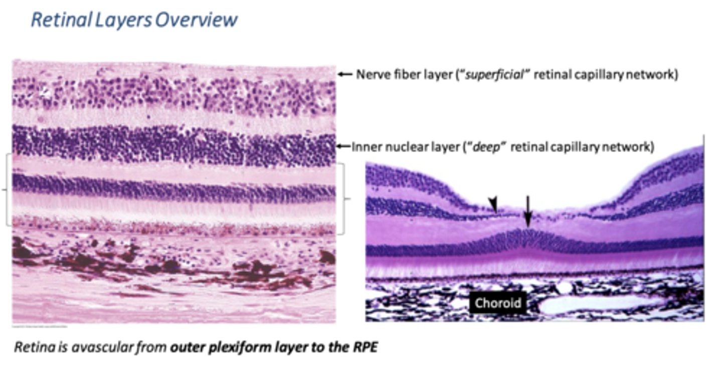 <p>˃inner capillary plexus (ganglion cell layer)</p><p>˃outer capillary plexus (inner nuclear layer)</p>
