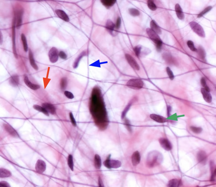 <p>Are-o-lar connective tissues</p>