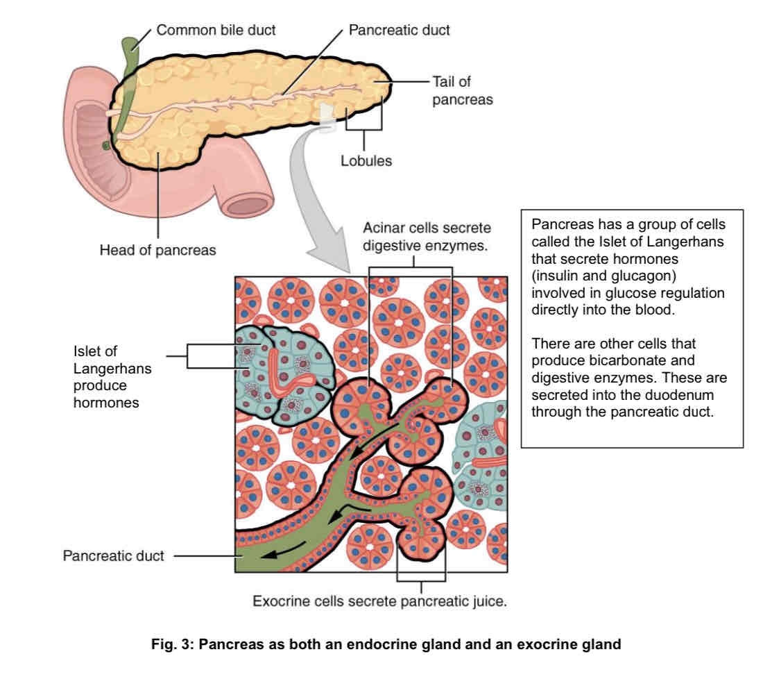 <ul><li><p>a group of cells called the islet of langerhans: secrete hormones (insulin and glucagon) involved in glucose regulation directly into the blood.</p></li><li><p>there are other cells that produce bicarbonate and digestive enzymes. These are secreted into the duodenum through the pancreatic duct</p></li></ul>