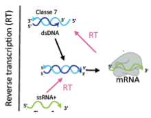 <p><span>– Les virus des classes 6 (Rétroviridae) et 7 (Hépadnaviridae) codent pour une transcriptase inverse (RT).</span><br><span>– Cette enzyme convertit un ARN+ viral en ADN double brin pendant leur cycle de réplication (rétrotranscription)</span></p>