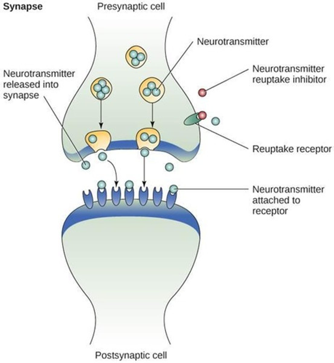 <p>They are specific to 5-HT receptors and work by blocking 5-HT (serotonin) reuptake. Therefore, more serotonin in the synapse.</p><p>The 'emotional' components of depressive illness are sensitive to antidepressant effects on 5-HT systems.</p><p>SSRIs increase 5-HT by blocking reuptake</p>