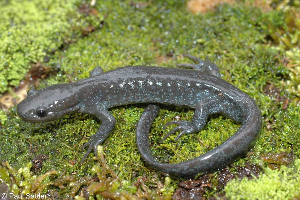 <p>Caudata : Ambystomatidae</p>