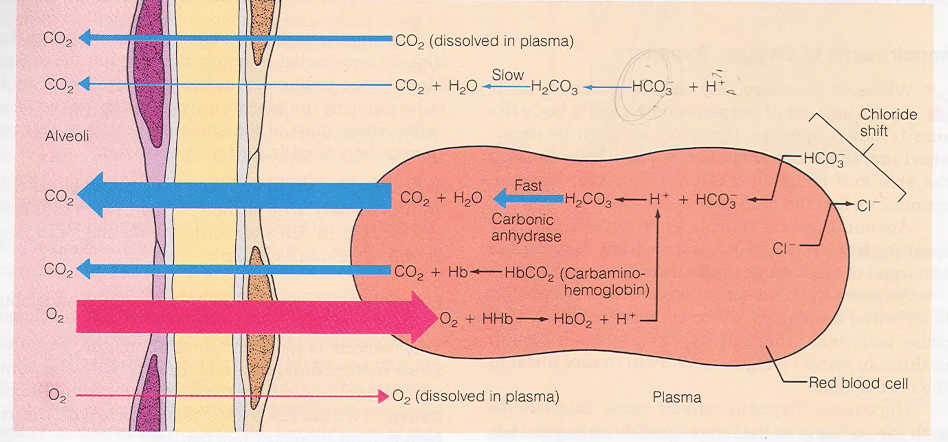 <ul><li><p>My partial pressure in the alveoli is 40, and my partial pressure here is in the blood is 45. When CO2 starts to move down its pressure gradient and leave the red blood cell, that's when all of these things start to get reversed.</p></li><li><p>Bicarb is a huge blood buffer, hydrogen ions play a huge role in pH, and we… when we blow off CO2, in a way, we are also removing hydrogen ions, right? Because we're binding them up with water, and this is what's being blown out.</p></li><li><p>And being removed as a waste product. So, respiration is also part of making</p></li></ul><p></p>