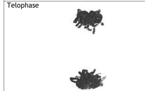 <p>.Chromosomes unwind + become long + thin</p><p>.Spindle fibres break down</p><p>.Nucleolus reappears</p><p>.Nuclear membrane reforms</p>
