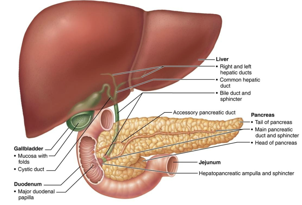 <p><span style="color: green;"><strong>1200-1500 mL/day</strong></span><span style="color: rgb(0, 0, 0);"> </span>is produced containing: </p><ol><li><p><strong>Watery </strong></p></li><li><p><strong>Alkaline solution</strong> (pH 8) to neutralize acidic chyme coming from stomach </p></li><li><p><strong>Electrolytes </strong></p></li><li><p><strong>Primarily HCO<sub>3</sub><sup>- </sup></strong></p></li><li><p><strong>Digestive enzymes </strong></p><ul><li><p><span style="color: blue;"><strong>Proteases (for proteins) </strong></span>→ secreted in  inactive form to prevent self-digestion </p></li><li><p><span style="color: blue;"><strong>Amylase (for carbohydrates) </strong></span></p></li><li><p><span style="color: blue;"><strong>Lipases (for lipids) </strong></span></p></li><li><p><span style="color: blue;"><strong>Nucleases (for nucleic acids) </strong></span></p></li></ul></li></ol><p></p>