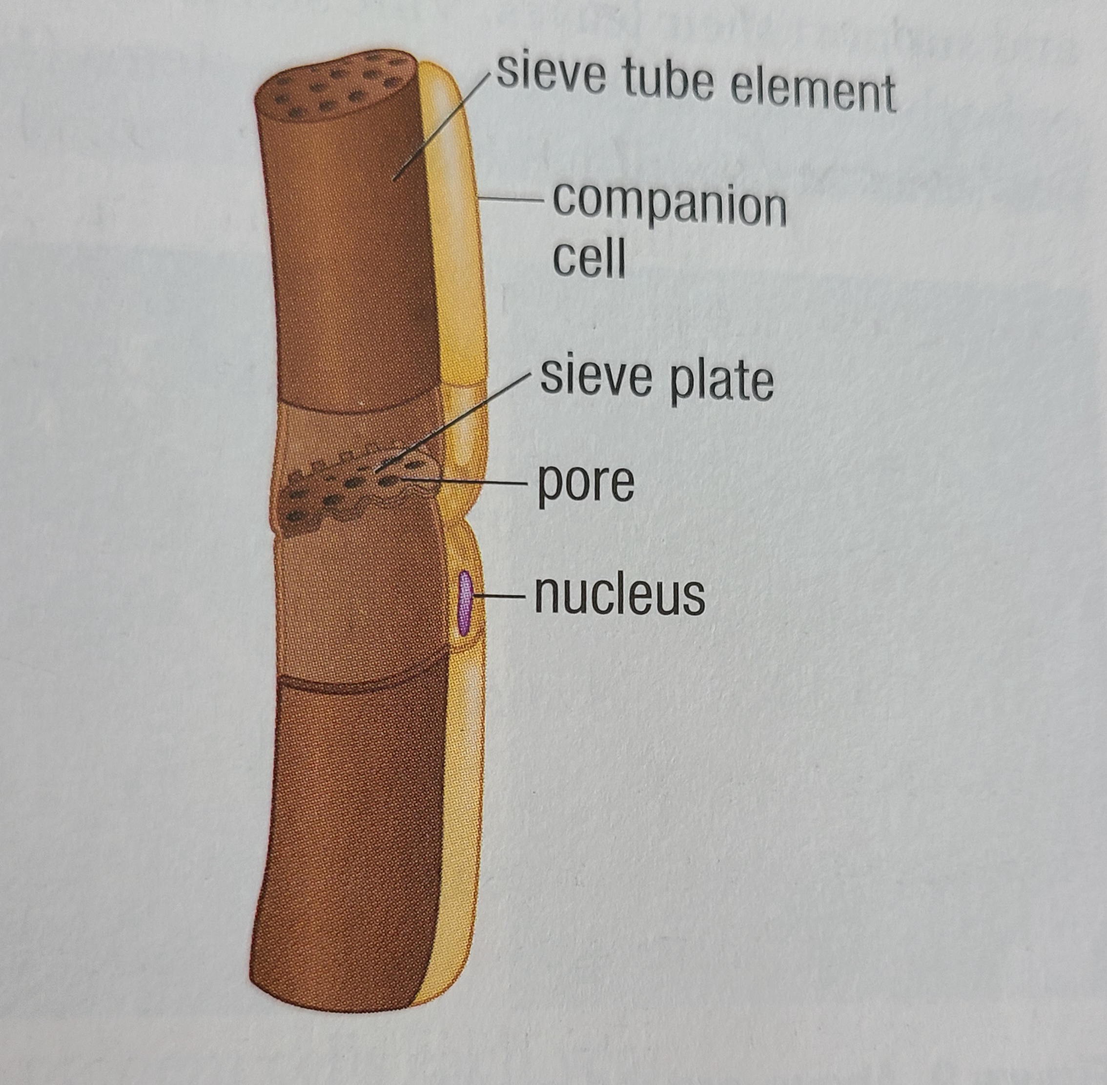 knowt flashcard image