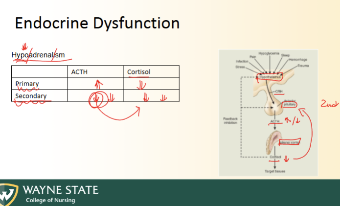 <ul><li><p>Hypothalamic-Pituitary-Hormonal axis</p><ul><li><p>Hypothalamic portion of brain secretes RELEASING FACTOR (stimulates pituitary)</p></li><li><p>Pituarity secretes TROPIC/STIMULATING hormone (stimulates endocrine organ)</p></li><li><p>Endocrine organ secretes SPECIFIC HORMONE (to act on body)</p></li></ul></li><li><p>Primary = abnormality in peripheral gland</p></li><li><p>Secondary = abnormality in pituitary</p></li><li><p>Tertirary = abrnoamlity in hypothalamus</p></li></ul><p></p><p>THINK NEGATIVE FEEDBACK LOOP</p><p>Look picture- SUPER EASY</p><p></p>
