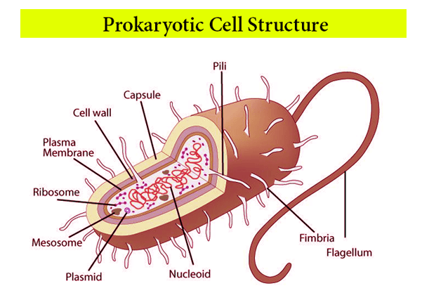 <p>Prokaryotes</p>