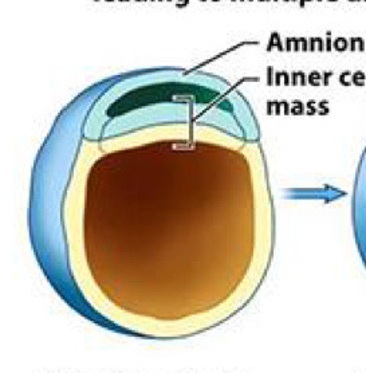 <p>Cells of inner cell mass begin to differentiate as __ forms</p>
