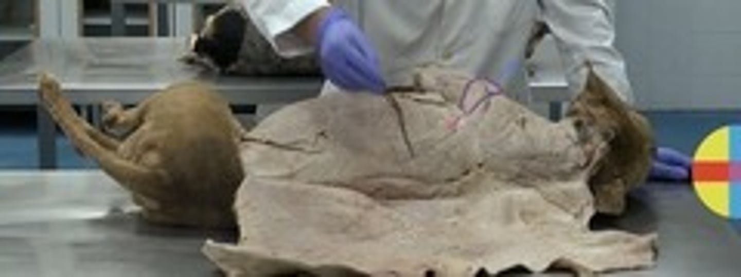 <p>porción acromial (se origina en el acromion de la escápula y se inserta</p><p>en la tuberosidad deltoidea del húmero) y porción escapular (se origina en la espina de la escápula y se inserta en la tuberosidad deltoidea del húmero).</p><p>Función: flexor y rotador externo del hombro y abductor del brazo.</p><p>Inervación: N. axilar</p><p>Región: Músculo superficial. debajo de él se localiza el hiato axilar y</p><p>el msc infraespinoso.</p>