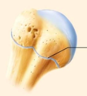 <p>name the specific type of cartilaginous joint </p>