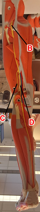 <p>determine the leg nerve on label C</p><p></p><p>wordbank: common fibular, femoral nerve, sciatic nerve, tibial nerve</p>