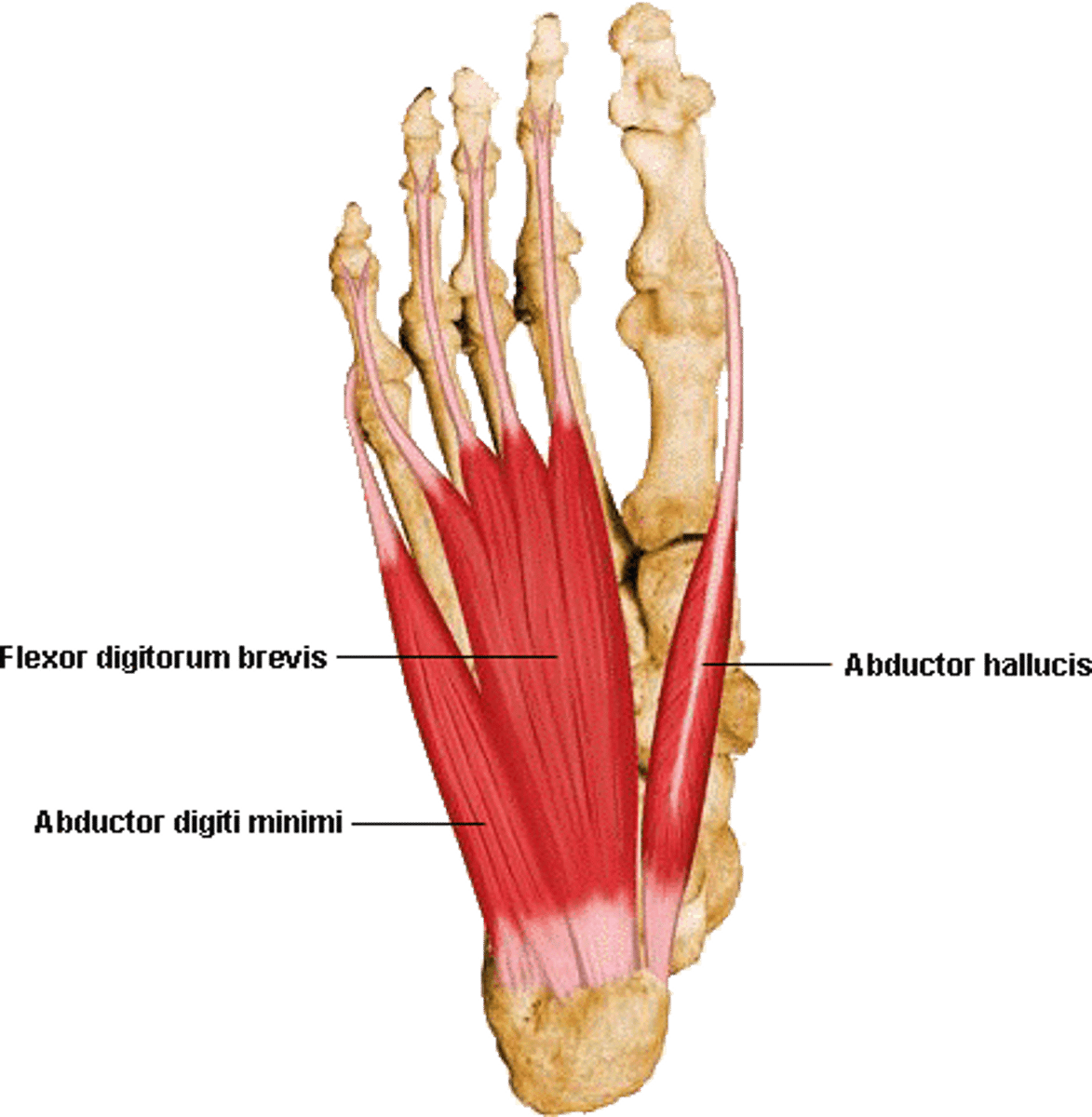 <p>Includes flexor digitorum brevis, abductor digiti minimi (abducts 5th toe) , and abductor hallucis</p>