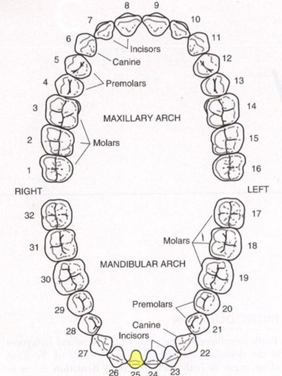 <p>Mandibular right central incisor</p>