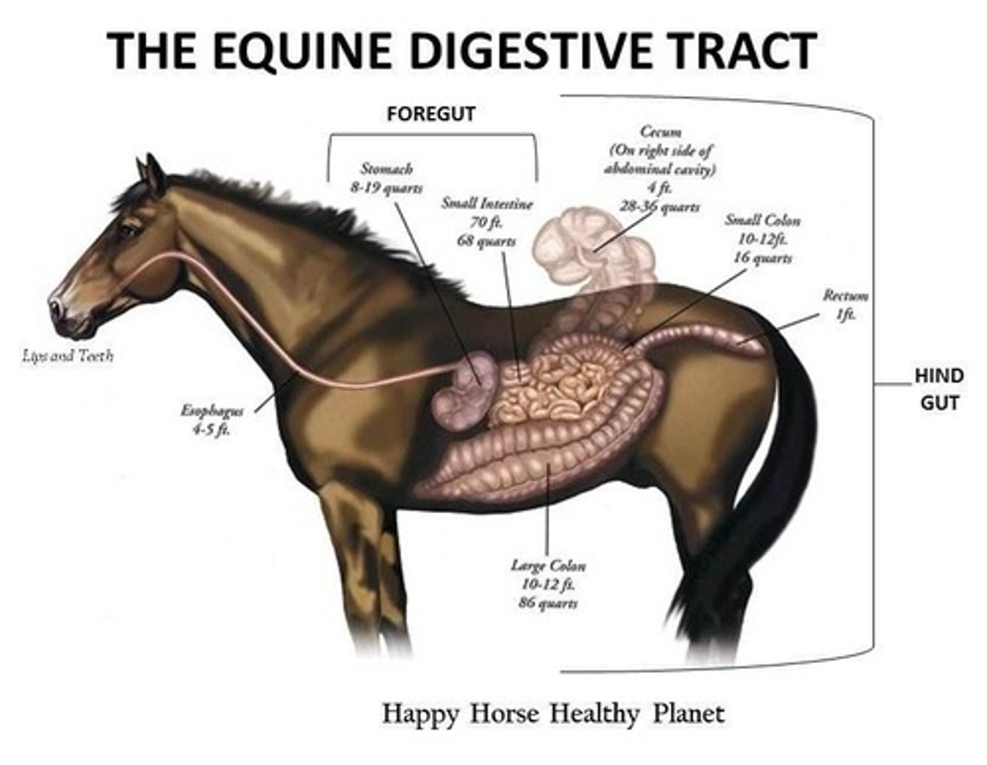 <p>The stomach, small intestine, cecum, and colon.</p>