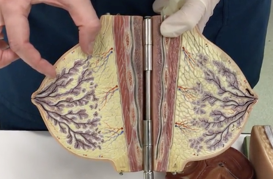 <p>Description: Groups of secretory alveoli</p><p>Relationship: N/A</p>
