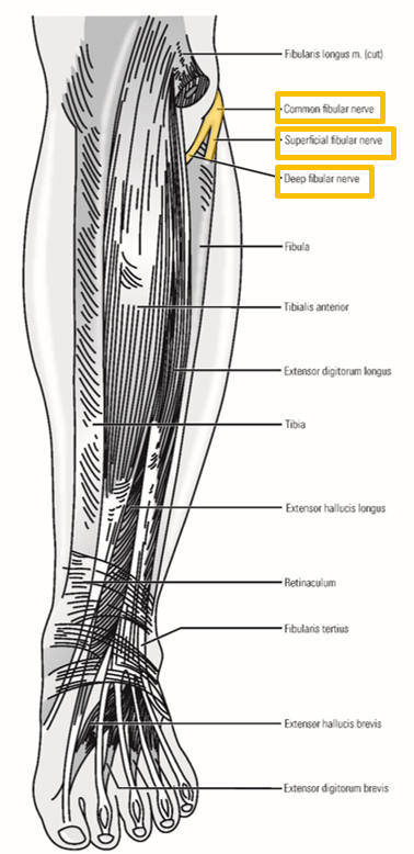 <p><span><strong><em><span>Common fibular nerve </span></em></strong><span>- second terminal branch of sciatic nerve</span></span></p><p><span><span>–Runs inferiorly along </span><u><span>superior-lateral border of popliteal fossa</span></u></span></p><ul><li><p><span><span>Follows m. </span><u><span>biceps femoris</span></u></span></p></li><li><p><span><span>Crosses posterior side of lateral knee</span></span></p></li></ul><p><span><span>–Passes </span><u><span>superficial to neck of fibula</span></u><span> (just inferior to fibula head) - enters </span><u><span>lateral leg compartment</span></u></span></p><p><span><span>–Terminates by dividing into:</span></span></p><ul><li><p><span><strong><em>Superficial fibular nerve</em></strong></span></p></li><li><p><span><strong><em><span>Deep fibular nerve</span></em></strong></span></p></li></ul><p></p>