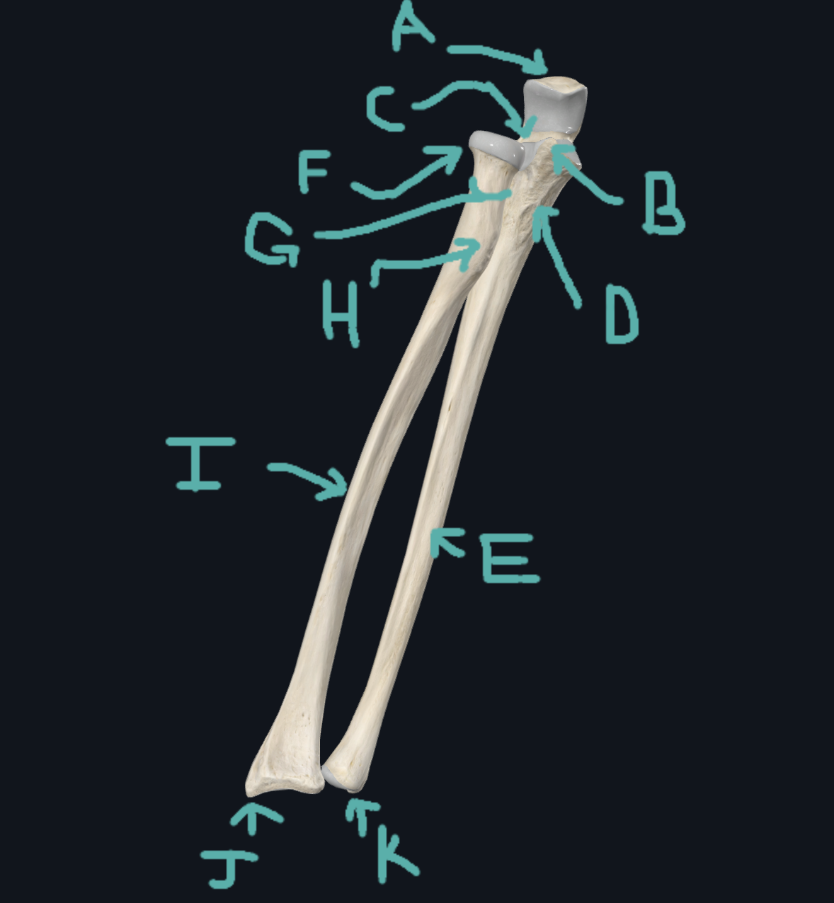 <p>E(Ulna and Radius)</p>