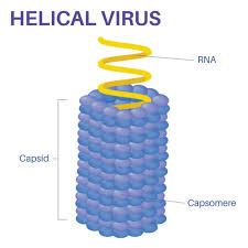 <ol><li><p><strong><span>Capsídeo tiene una forma helicoidal</span></strong><span>, es decir, tiene una estructura similar a la de un cilindro o un tubo.</span></p></li><li><p><span>Compuestos por </span><strong><span>proteínas que se organizan en forma de hélice</span></strong><span> alrededor del ácido nucleico del virus</span></p></li></ol>