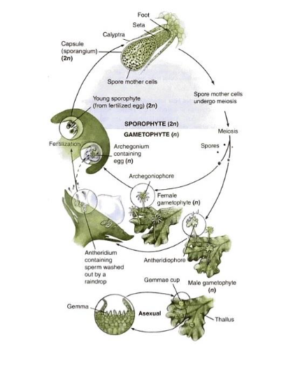 <p>identity life cycle </p>