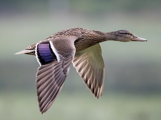 <p>Mallard</p><p>(<span data-name="female" data-type="emoji">♀</span> pictured here)</p>