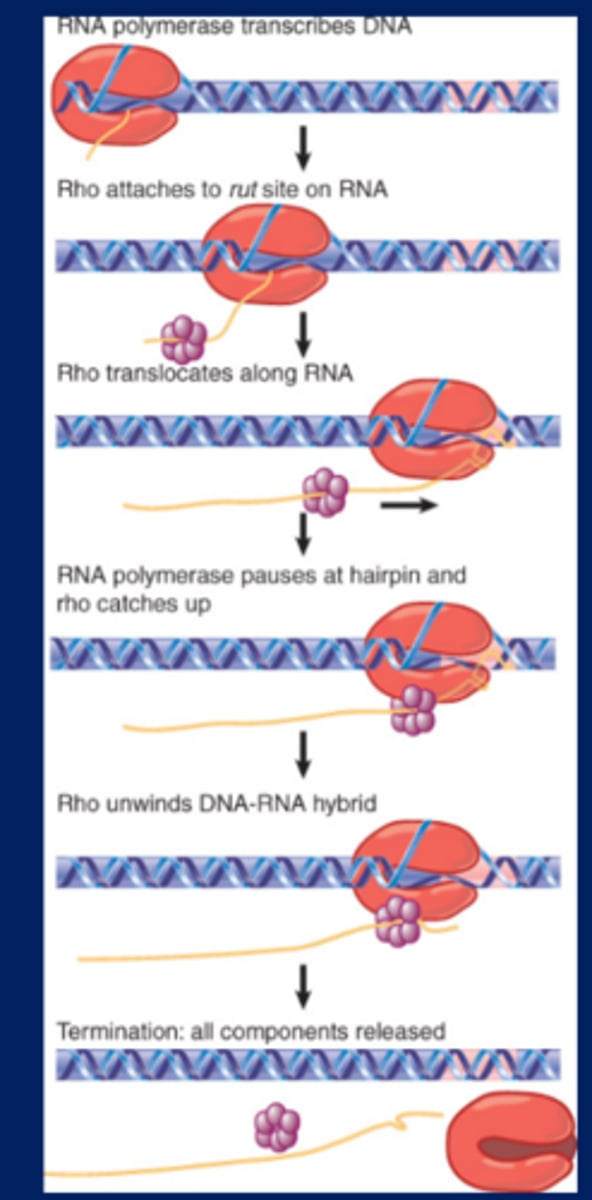 <p>-Rho factor is a terminator protein that binds to a rut site on a nascent RNA and tracks along the RNA to release it from the RNA-DNA hybrid structure at the RNA polymerase</p><p>-rut - An acronym for rho utilization site, the sequence of RNA that is recognized by the rho termination factor</p><p>-Rho factor binds to RNA at a rut site and translocates along RNA until it reaches the RNA-DNA hybrid in RNA polymerase, where it releases the RNA from the DNA</p><p>-Rho twists the DNA? causing the RNA to come off, terminating transcription</p>