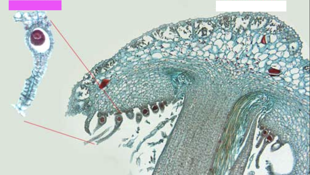 <p>What are the lines by the pink box pointing to?</p>