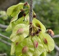 <p><span>The samara has hairs on the seed portion, but the wing margins are glabrous (hairless), which helps distinguish it from other elms</span></p>