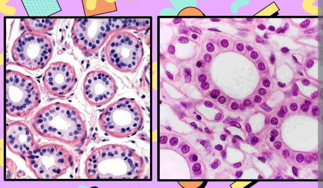 <p>Cuboidal Epithelial Cells Function</p>