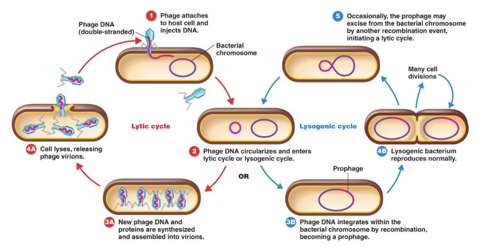 <p>Viral DNA <strong>integrates into the host genome</strong> (becoming a prophage) and replicates <strong>with the host cell</strong> without killing it immediately.</p><p>prophage DNA incorporated in host DNA</p><p>phage conversion- viral DNA can give bacteria new characteristics</p><p></p>