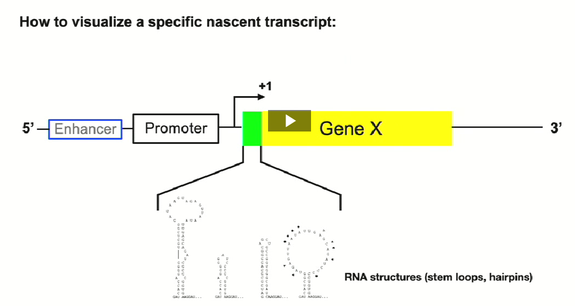 <ul><li><p>A specific enhancer sequence that is required for drisophila gastrulation (formation of tissue during embryonic development) was identified&nbsp;</p></li><li><p>Idea was to try to identify the formation of transcription from a particular reporter of a gene in real time</p></li><li><p>Normally, we are looking at the steady state concentrations of RNA (ex. northern blot, RNA-seq) we see the amount of RNA which equals the synthesis AND degradation of the RNA</p></li><li><p>These investigators looked only at the synthesis of RNA</p></li></ul><p></p>
