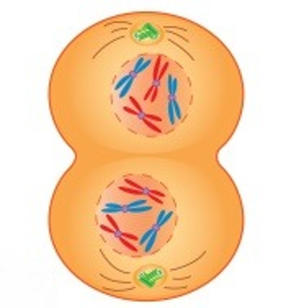 <p>This is where a nuclear membrane forms around each nucleus</p><p>At this point each nucleus still consists of 2 sister chromatids that are joined at the centromere</p><p>The cells are now haploid</p><p>- once the homologous chromosomes separated and there will only be 23 chromosomes that are found in each daughter cell (n instead of 2n)</p>