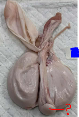 <p>Give the name of the part of the organ pointed and the specie it came from</p>
