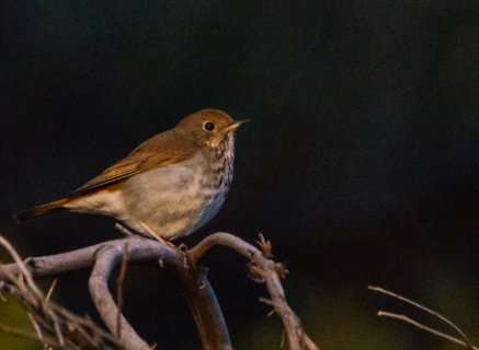 <p>Wood Thrush</p>