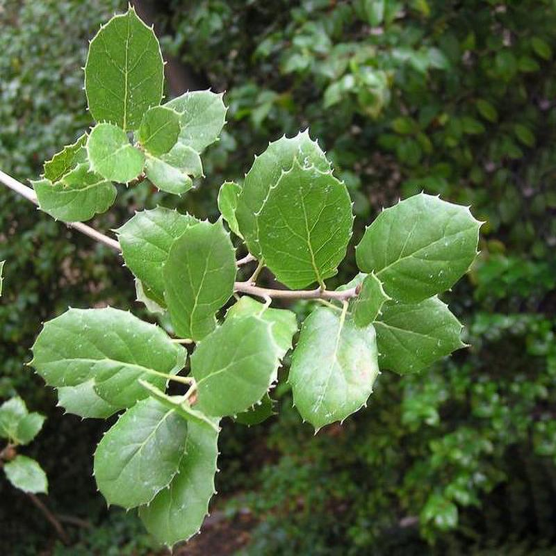 <p><u>Quercus agrifolia</u>, Fagaceae</p>