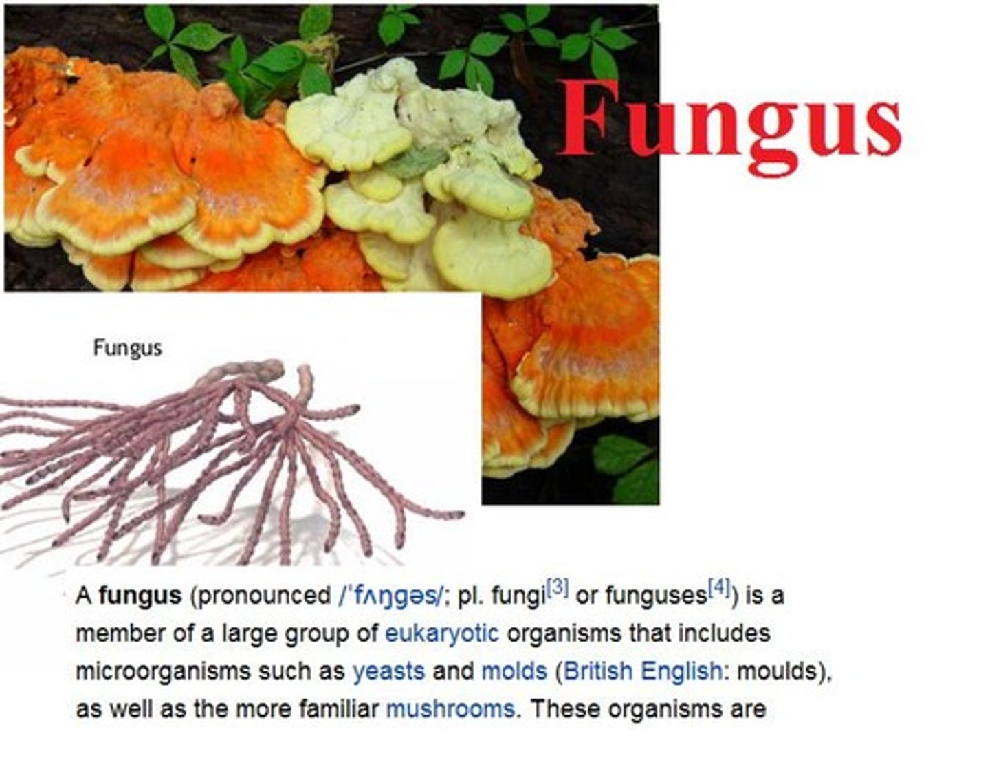 <p>fungus</p>