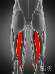 <p>Flexes leg at the knee and extends thigh at the hip; belongs to the hamstring group</p>