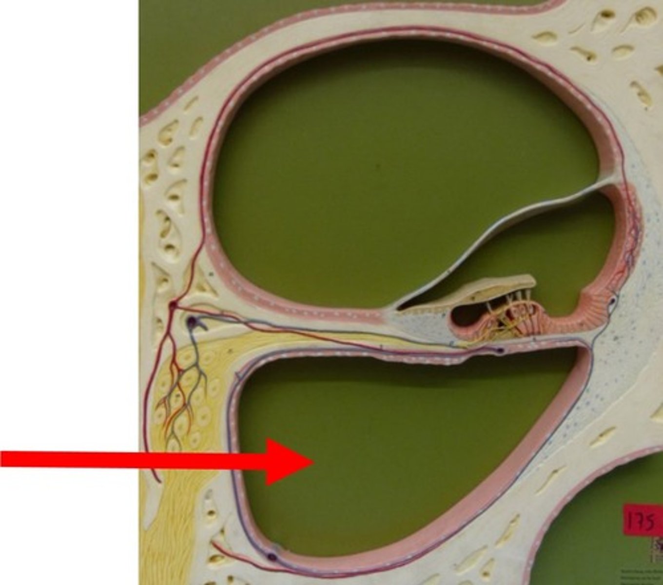 <p>-Inferior chamber</p><p>-Filled with perilymph</p><p>-Begins at apex and ends at round window</p><p>-Secondary tympanic membrane: covers round window</p>