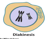 <p>Maximum chromosome contraction</p>