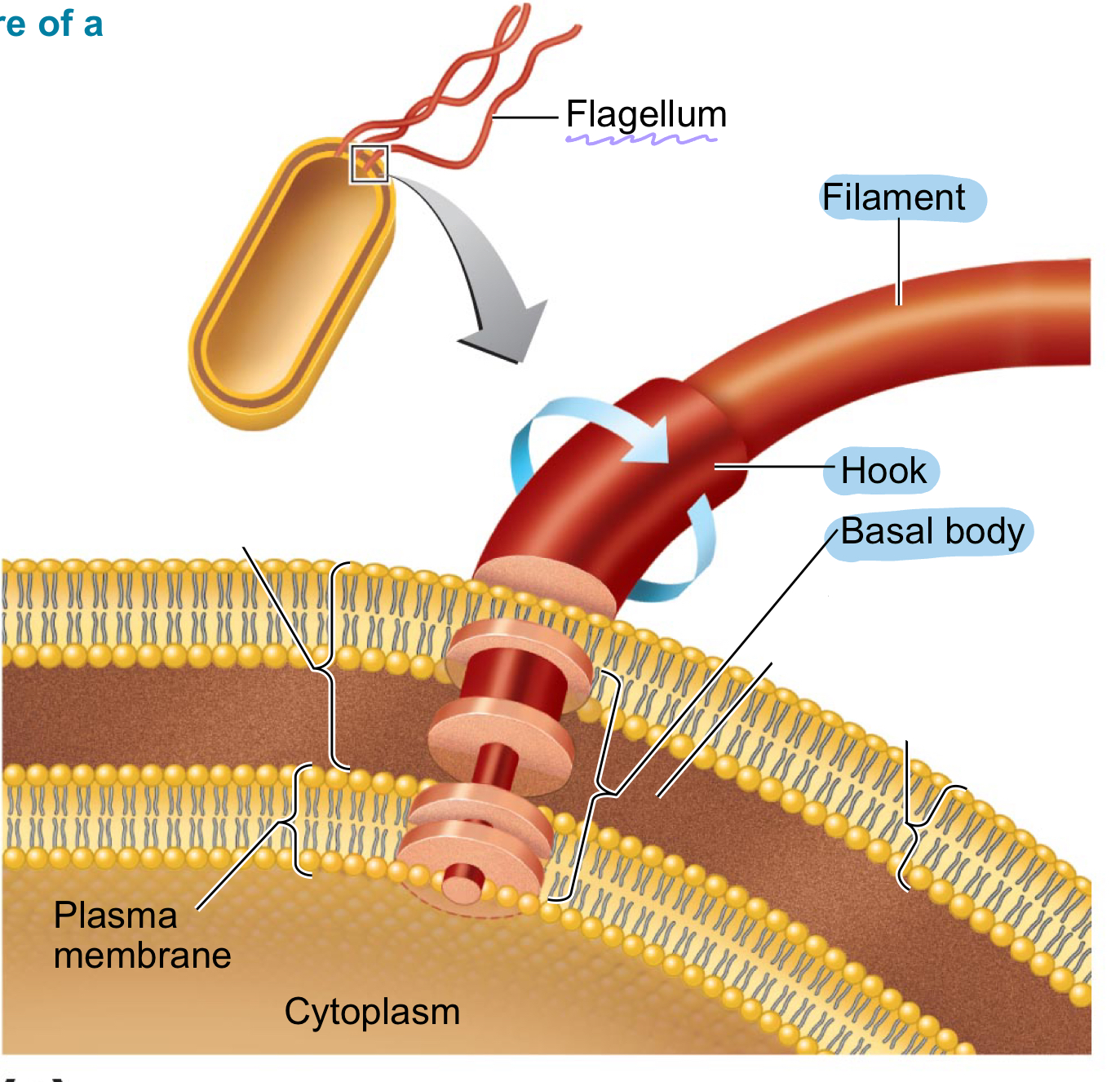 <ol><li><p>Filament: outermost region</p></li><li><p>Hook: attached to the filament</p></li><li><p>Basal body: consists of rod and pairs of rings; anchors flagellum to the cell wall and membrane</p></li></ol><p></p>