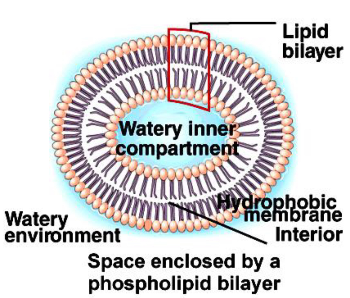 <p>Forms the <span style="color: red"><mark data-color="yellow" style="background-color: yellow; color: inherit">bilayer of cell membranes</mark></span></p><ul><li><p>Heads are <span style="color: red"><mark data-color="yellow" style="background-color: yellow; color: inherit">hydrophilic - face outwards</mark></span></p></li><li><p>Tails are <span style="color: red"><mark data-color="yellow" style="background-color: yellow; color: inherit">hydrophobic - face inwards</mark></span></p></li><li><p>Forms <span style="color: red"><mark data-color="yellow" style="background-color: yellow; color: inherit">barrier</mark></span> to water soluble substances</p></li></ul>