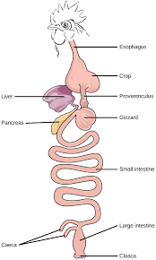 <p>Birds       “Vertebrate Digestive Systems” </p>