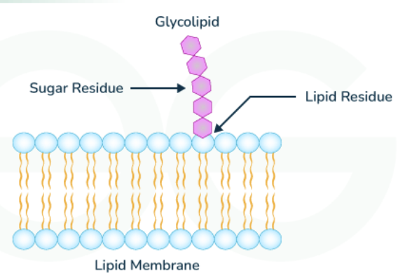 <p><span>sugar-containing lipid molecules found exclusively in noncytosolic side (exterior side of cell) of lipid bilayer&nbsp;</span></p><ul><li><p class="Paragraph SCXW29100763 BCX0" style="text-align: left"><span>Sugars are added in lumen of Golgi apparatus (environment similar to extracellular)&nbsp;</span></p></li></ul><ul><li><p class="Paragraph SCXW29100763 BCX0" style="text-align: left"><span>Function = to help cell interact with its surroundings, protect from harsh surroundings, affect electrical field of membrane and ion concentration&nbsp;</span></p></li></ul><p></p>
